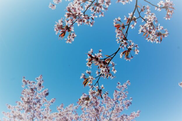 ヘルシンキで桜を愛でる（1）