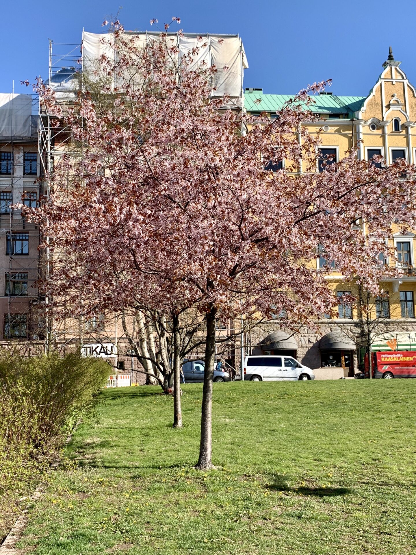 Sakura walk in Helsinki 3)